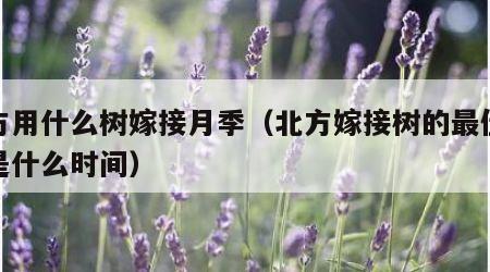 北方用什么树嫁接月季（北方嫁接树的最佳时间是什么时间）