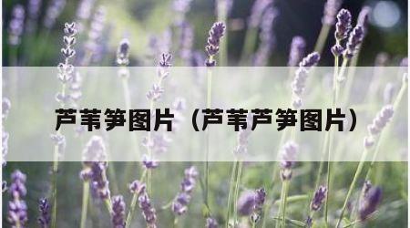 芦苇笋图片（芦苇芦笋图片）