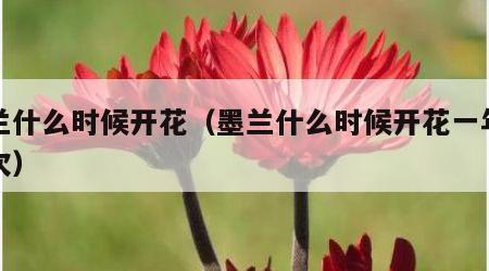 墨兰什么时候开花（墨兰什么时候开花一年开几次）