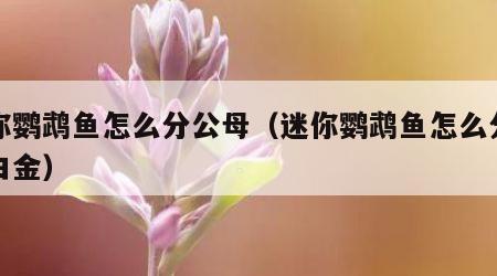 迷你鹦鹉鱼怎么分公母（迷你鹦鹉鱼怎么分公母白金）