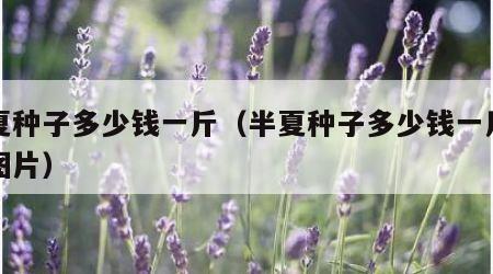 半夏种子多少钱一斤（半夏种子多少钱一斤一袋图片）