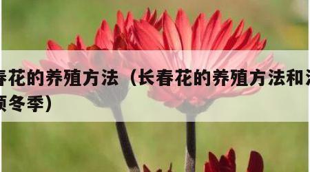 长春花的养殖方法（长春花的养殖方法和注意事项冬季）