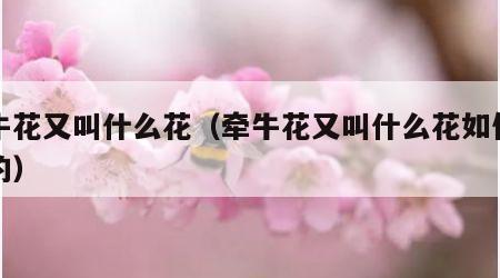 牵牛花又叫什么花（牵牛花又叫什么花如何生长的）