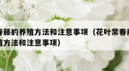 常春藤的养殖方法和注意事项（花叶常春藤的养殖方法和注意事项）