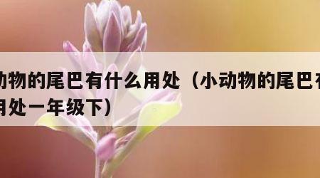 小动物的尾巴有什么用处（小动物的尾巴有什么用处一年级下）