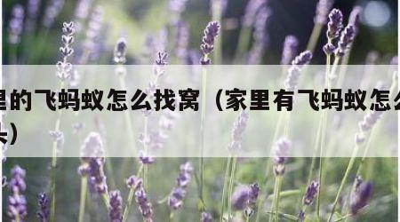 家里的飞蚂蚁怎么找窝（家里有飞蚂蚁怎么找源头）