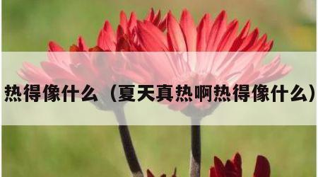 热得像什么（夏天真热啊热得像什么）