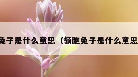 兔子是什么意思（领跑兔子是什么意思）