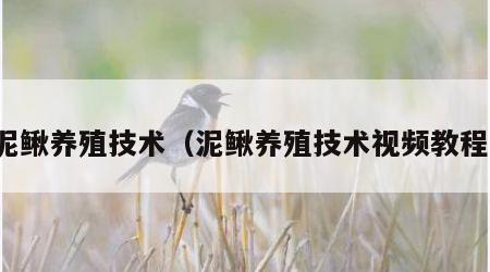 泥鳅养殖技术（泥鳅养殖技术视频教程）