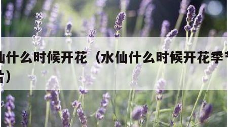 水仙什么时候开花（水仙什么时候开花季节的图片）