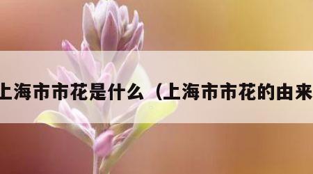 上海市市花是什么（上海市市花的由来）