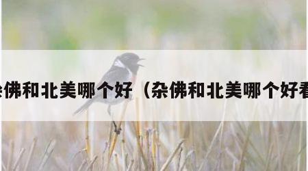 杂佛和北美哪个好（杂佛和北美哪个好看）