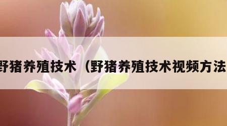 野猪养殖技术（野猪养殖技术视频方法）