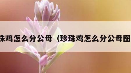 珍珠鸡怎么分公母（珍珠鸡怎么分公母图解）