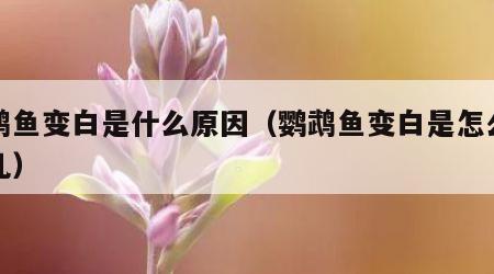 鹦鹉鱼变白是什么原因（鹦鹉鱼变白是怎么回事儿）