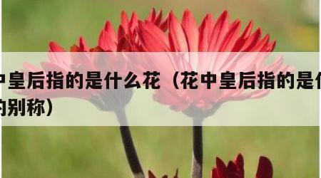 花中皇后指的是什么花（花中皇后指的是什么花的别称）