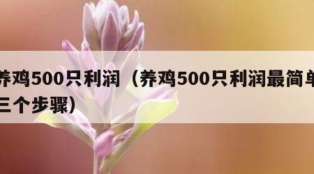 养鸡500只利润（养鸡500只利润最简单三个步骤）