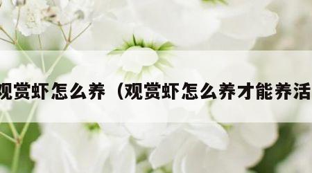 观赏虾怎么养（观赏虾怎么养才能养活）