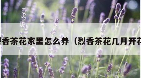 烈香茶花家里怎么养（烈香茶花几月开花）