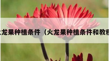 火龙果种植条件（火龙果种植条件和教程）