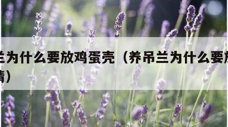 吊兰为什么要放鸡蛋壳（养吊兰为什么要放鸡蛋清）