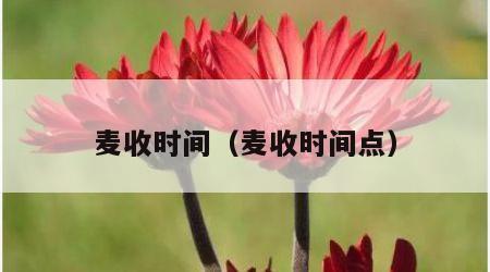 麦收时间（麦收时间点）