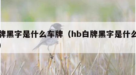 白牌黑字是什么车牌（hb白牌黑字是什么车牌）