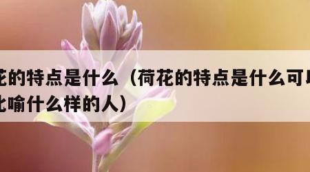 荷花的特点是什么（荷花的特点是什么可以用来比喻什么样的人）