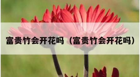 富贵竹会开花吗（富贵竹会开花吗）