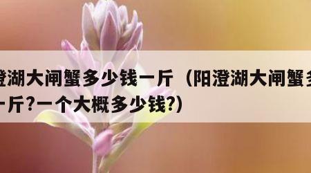 阳澄湖大闸蟹多少钱一斤（阳澄湖大闸蟹多少钱一斤?一个大概多少钱?）