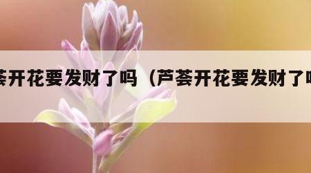 芦荟开花要发财了吗（芦荟开花要发财了吗图片）