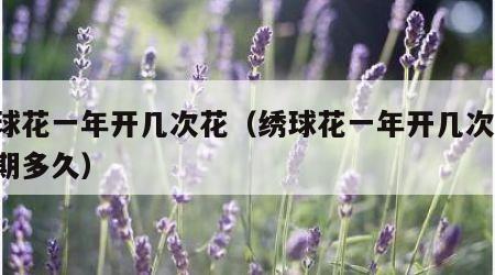 绣球花一年开几次花（绣球花一年开几次花,花期多久）