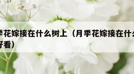 月季花嫁接在什么树上（月季花嫁接在什么树上好看）