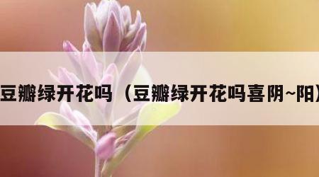 豆瓣绿开花吗（豆瓣绿开花吗喜阴~阳）