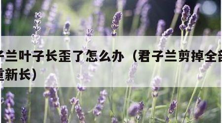 君子兰叶子长歪了怎么办（君子兰剪掉全部叶子重新长）