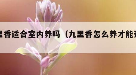 九里香适合室内养吗（九里香怎么养才能开花）