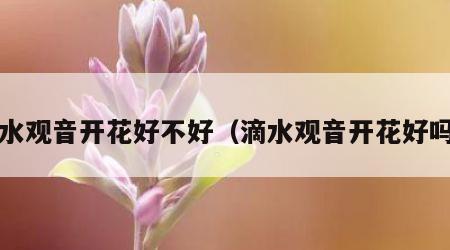 滴水观音开花好不好（滴水观音开花好吗?）