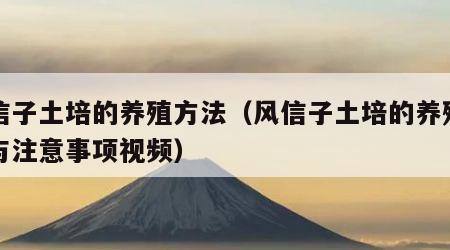 风信子土培的养殖方法（风信子土培的养殖方法与注意事项视频）