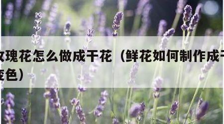 鲜玫瑰花怎么做成干花（鲜花如何制作成干花不变色）