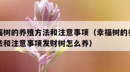 幸福树的养殖方法和注意事项（幸福树的养殖方法和注意事项发财树怎么养）