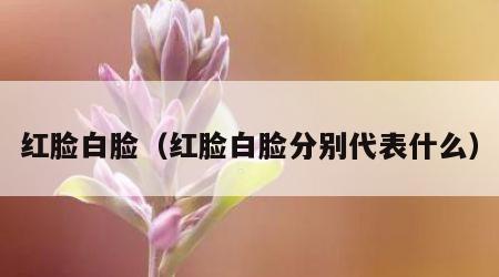 红脸白脸（红脸白脸分别代表什么）