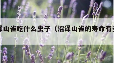 沼泽山雀吃什么虫子（沼泽山雀的寿命有多长）