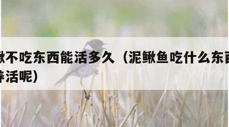 泥鳅不吃东西能活多久（泥鳅鱼吃什么东西才能养活呢）