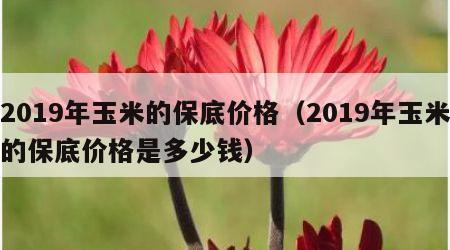 2019年玉米的保底价格（2019年玉米的保底价格是多少钱）