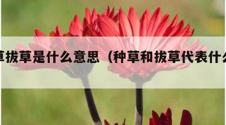 种草拔草是什么意思（种草和拔草代表什么意思）