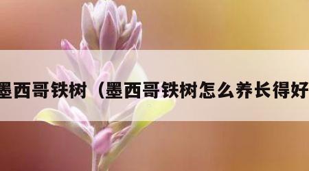 墨西哥铁树（墨西哥铁树怎么养长得好）