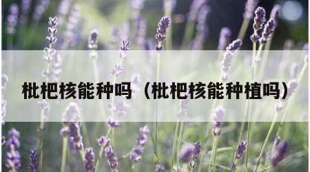 枇杷核能种吗（枇杷核能种植吗）