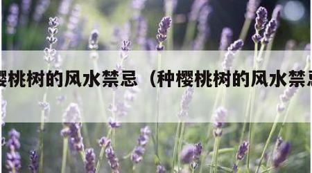 种樱桃树的风水禁忌（种樱桃树的风水禁忌图）