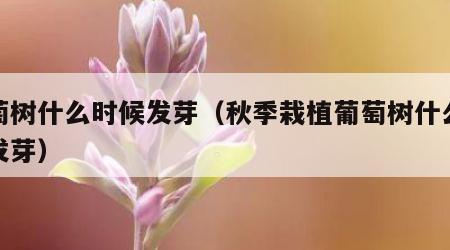 葡萄树什么时候发芽（秋季栽植葡萄树什么时候发芽）