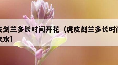 虎皮剑兰多长时间开花（虎皮剑兰多长时间浇一次水）